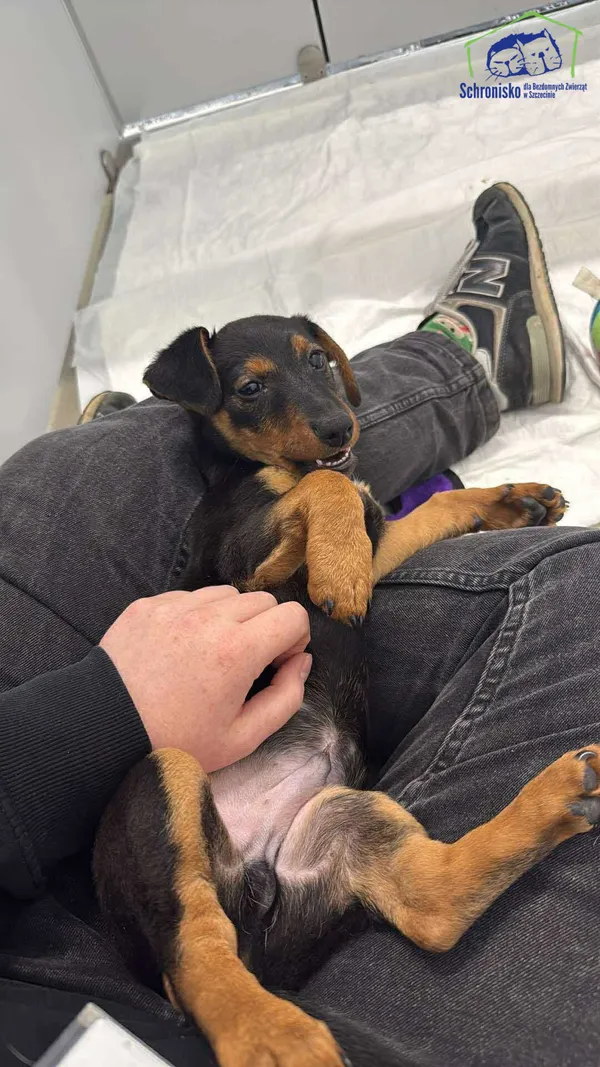 Znaleziono psa, Szczecin, 6 czerwca 2025 (1/3)