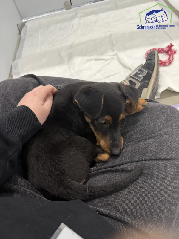 Znaleziono psa, Szczecin, 6 czerwca 2025 (2/3)