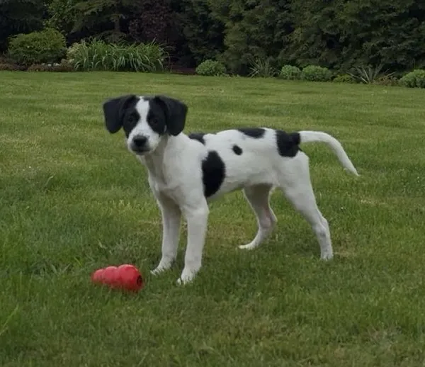 Zaginął pies, Mysłowice, Brzęczkowice, 7 czerwca 2025 (1/2)