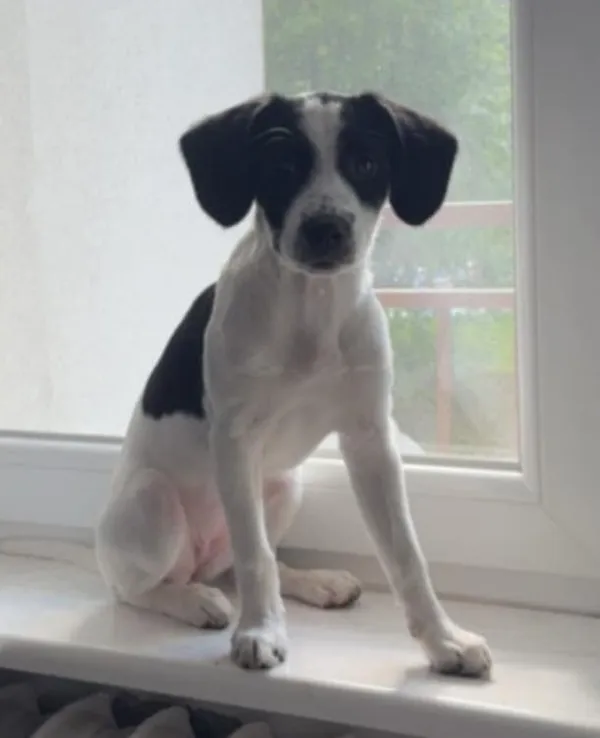 Zaginął pies, Mysłowice, Brzęczkowice, 7 czerwca 2025 (2/2)