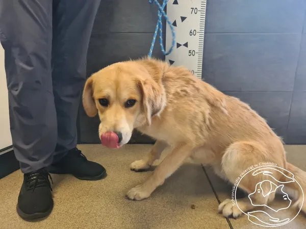 Znaleziono psa, Chełmek, 6 czerwca 2025