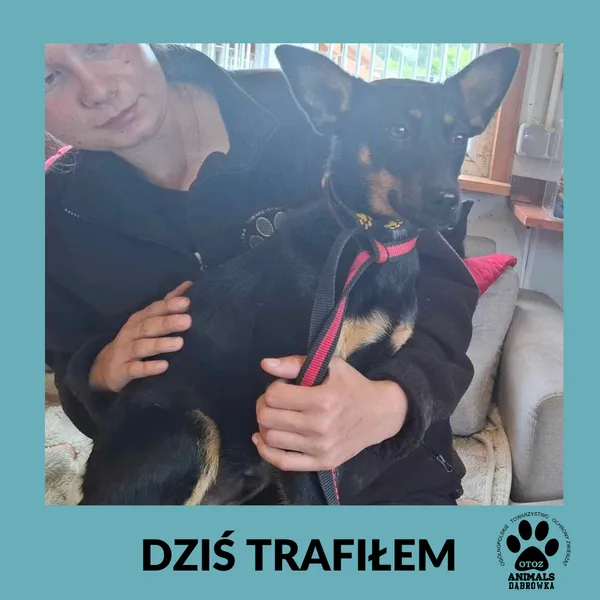 Znaleziono psa, Dąbrówka, 5 czerwca 2025