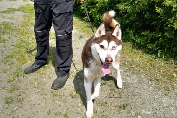 Znaleziono psa, Henrykowo, 29 maja 2025