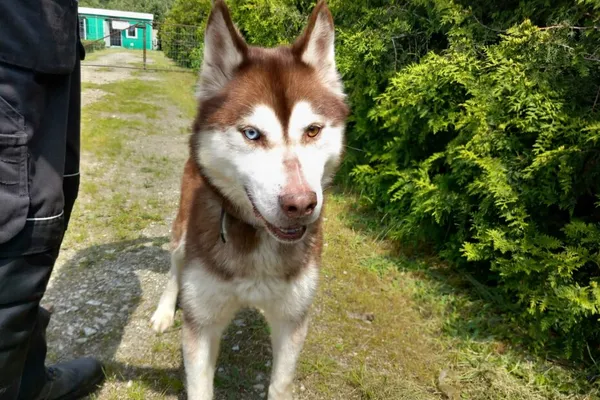 Znaleziono psa, Henrykowo, 29 maja 2025