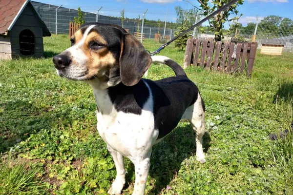 Znaleziono psa, Henrykowo, 29 kwietnia 2025