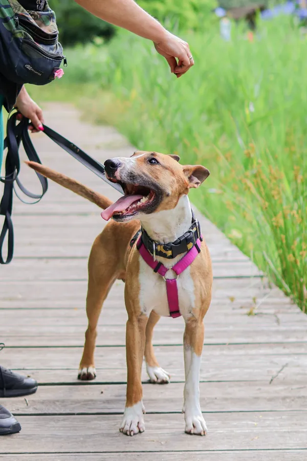 Znaleziono psa, Sosnowiec, 4 czerwca 2025 (2/5)