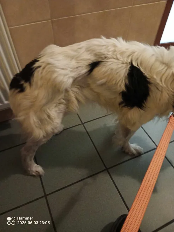 Znaleziono psa, Sosnowiec, 4 czerwca 2025 (2/2)