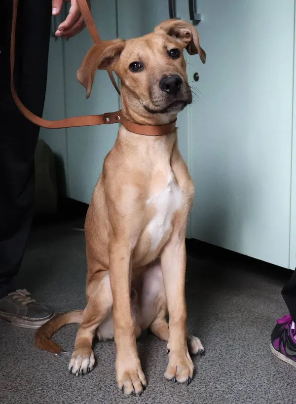 Znaleziono psa, Łódź, 6 czerwca 2025 (1/5)