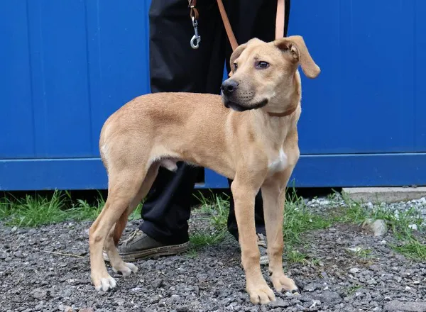 Znaleziono psa, Łódź, 6 czerwca 2025 (5/5)