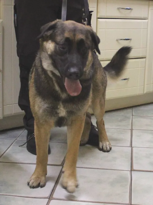 Znaleziono psa, Łódź, 6 czerwca 2025 (2/5)