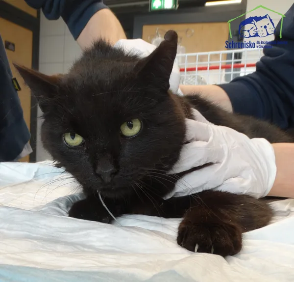 Znaleziono kota, Szczecin, 7 czerwca 2025