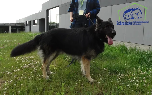 Znaleziono psa, Szczecin, 6 czerwca 2025 (2/3)