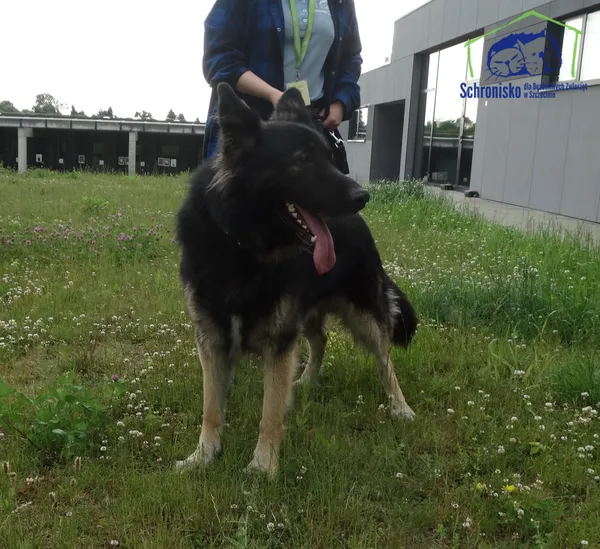 Znaleziono psa, Szczecin, 6 czerwca 2025 (3/3)