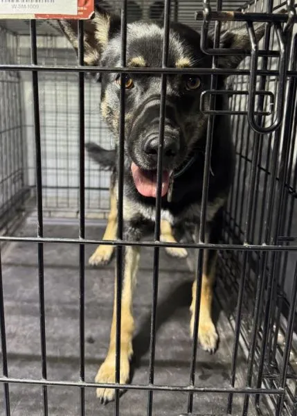 Znaleziono psa, Radom, 5 czerwca 2025