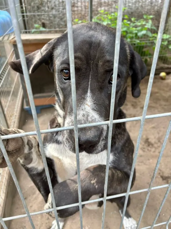 Pies do adopcji, Przyborówko, 15 lipca 2025 (1/4)