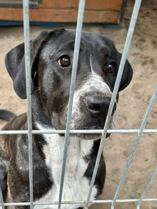 Pies do adopcji, Przyborówko, 15 lipca 2025 (2/4)