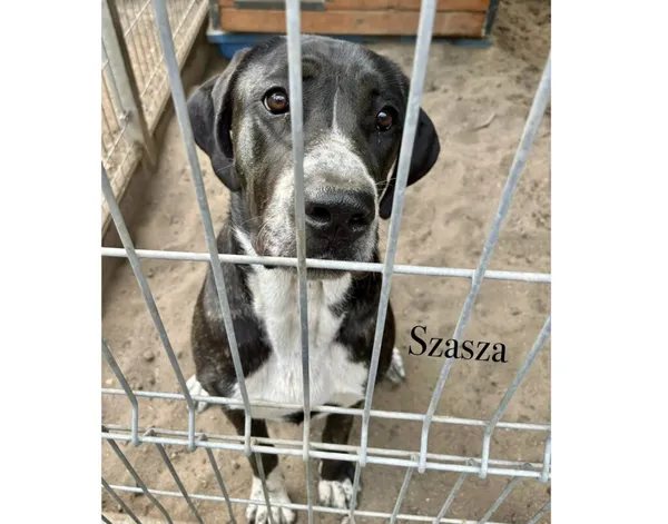 Pies do adopcji, Przyborówko, 15 lipca 2025 (3/4)