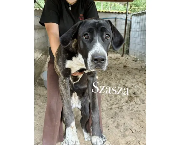 Pies do adopcji, Przyborówko, 15 lipca 2025 (4/4)