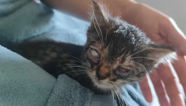 Znaleziono kota, Toruń, 6 czerwca 2025