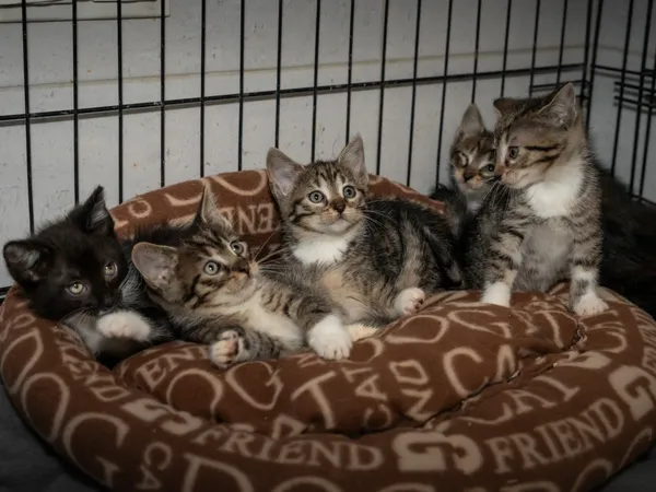 Znaleziono kota, Sosnowiec, 30 maja 2025 (1/5)