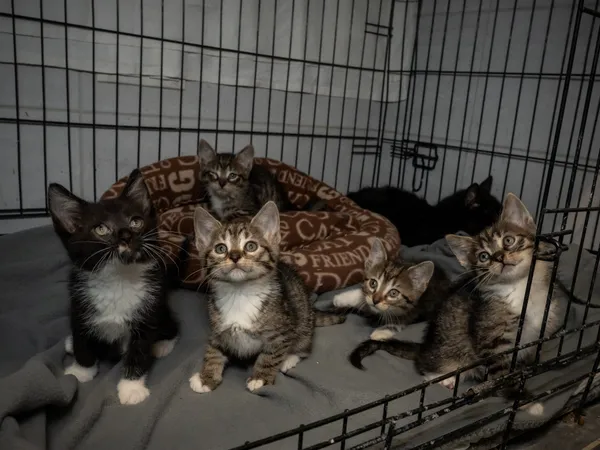 Znaleziono kota, Sosnowiec, 30 maja 2025 (3/5)