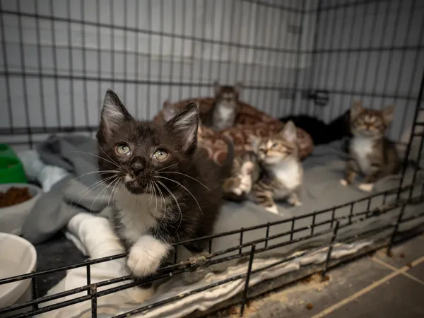 Znaleziono kota, Sosnowiec, 30 maja 2025 (3/5)