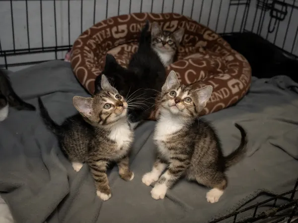 Znaleziono kota, Sosnowiec, 30 maja 2025 (3/5)