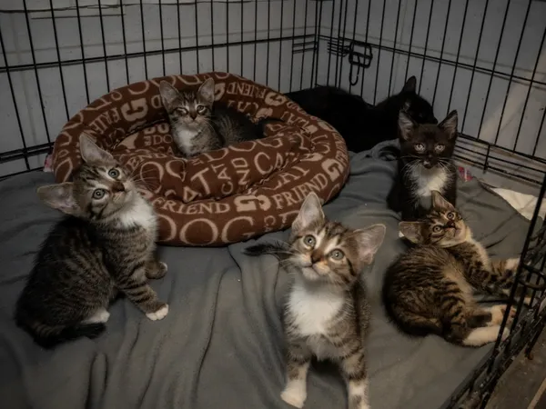 Znaleziono kota, Sosnowiec, 30 maja 2025 (5/5)