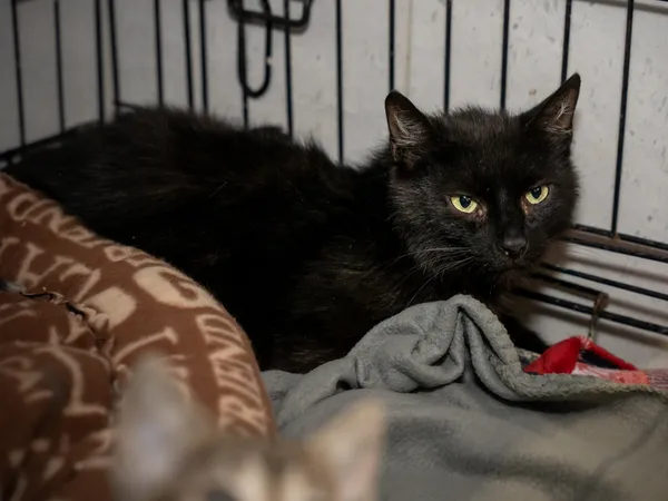 Znaleziono kota, Sosnowiec, 30 maja 2025