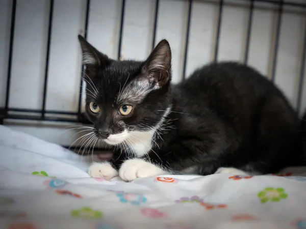 Znaleziono kota, Sosnowiec, 2 czerwca 2025 (1/4)