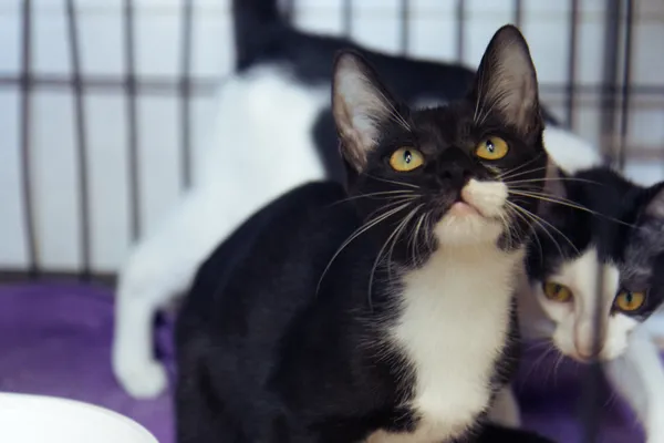 Znaleziono kota, Sosnowiec, 2 czerwca 2025 (3/4)