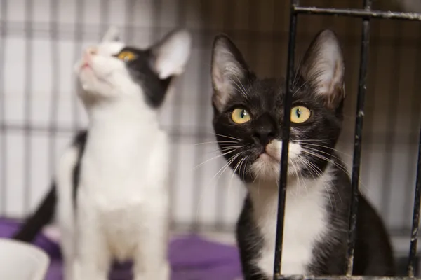 Znaleziono kota, Sosnowiec, 2 czerwca 2025 (4/4)