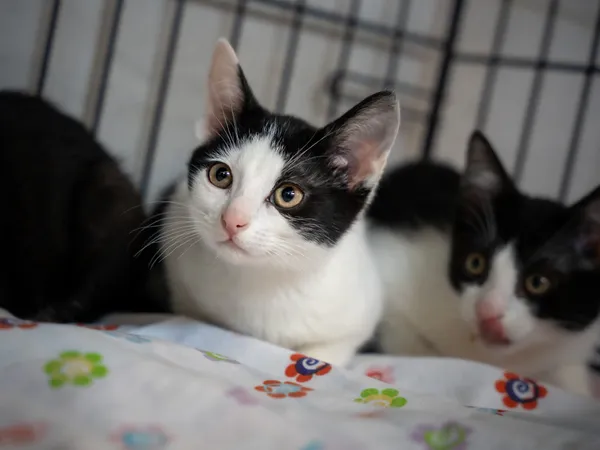 Znaleziono kota, Sosnowiec, 2 czerwca 2025 (1/5)