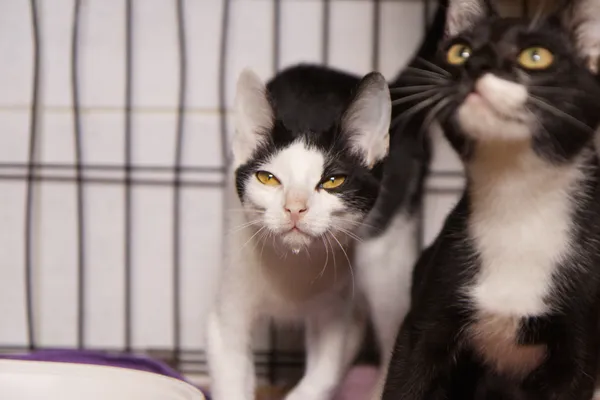 Znaleziono kota, Sosnowiec, 2 czerwca 2025 (3/5)