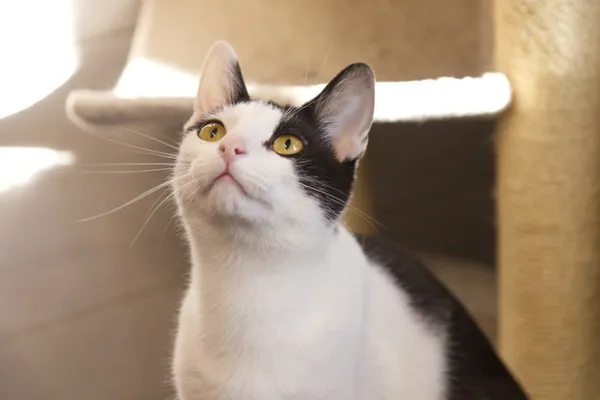 Znaleziono kota, Sosnowiec, 2 czerwca 2025 (4/5)