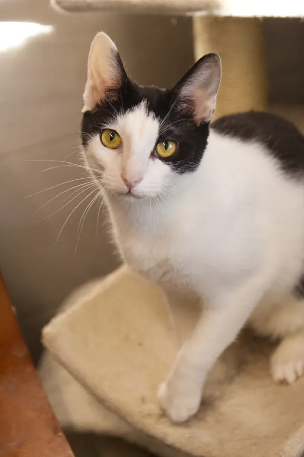 Znaleziono kota, Sosnowiec, 2 czerwca 2025 (5/5)