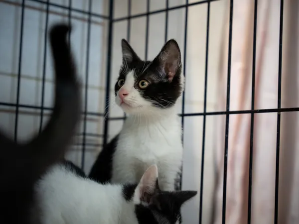 Znaleziono kota, Sosnowiec, 2 czerwca 2025 (2/5)