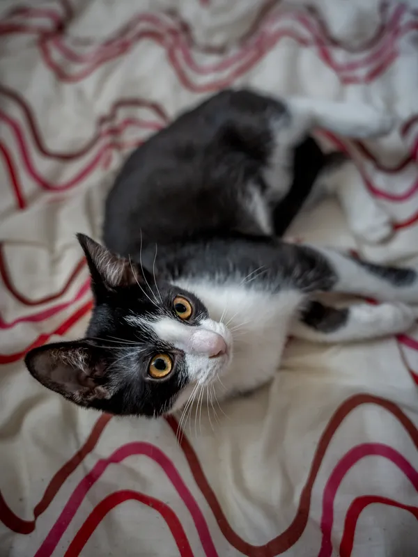 Znaleziono kota, Sosnowiec, 2 czerwca 2025 (3/5)