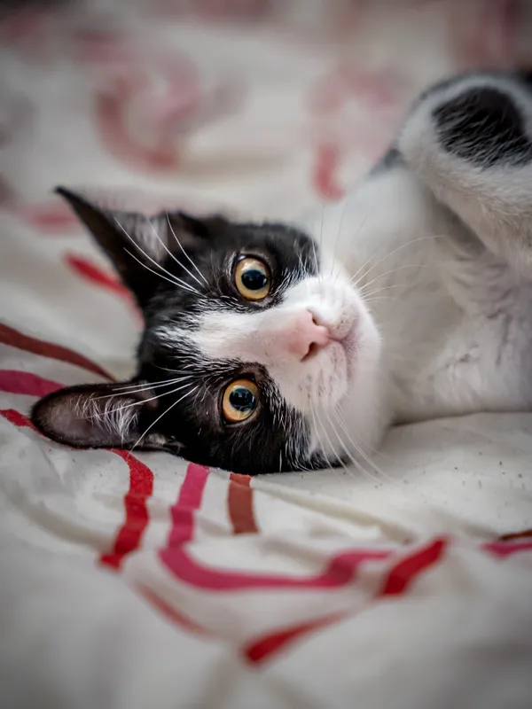 Znaleziono kota, Sosnowiec, 2 czerwca 2025 (4/5)