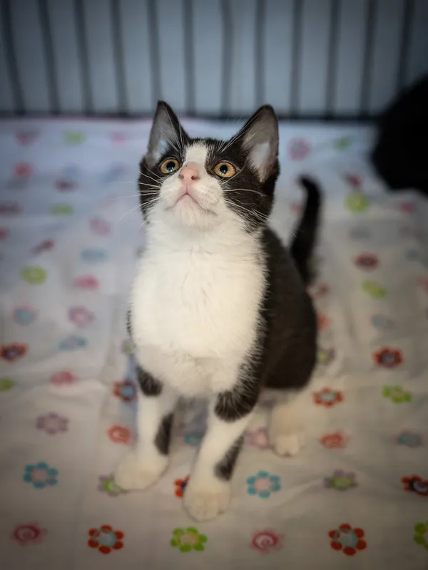 Znaleziono kota, Sosnowiec, 2 czerwca 2025 (1/3)