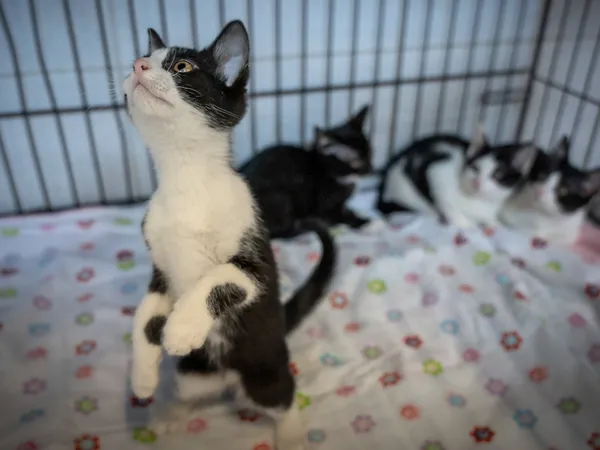 Znaleziono kota, Sosnowiec, 2 czerwca 2025 (2/3)