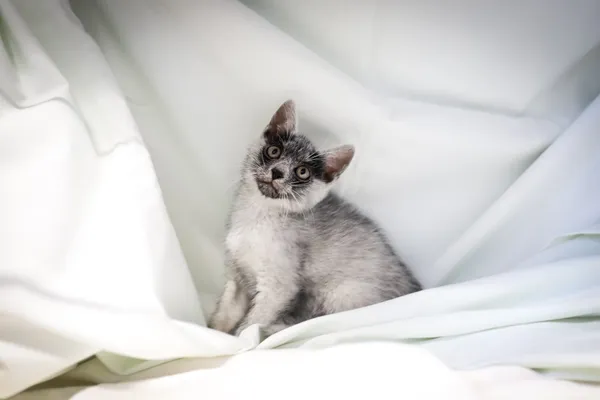 Znaleziono kota, Sosnowiec, 4 czerwca 2025 (1/5)