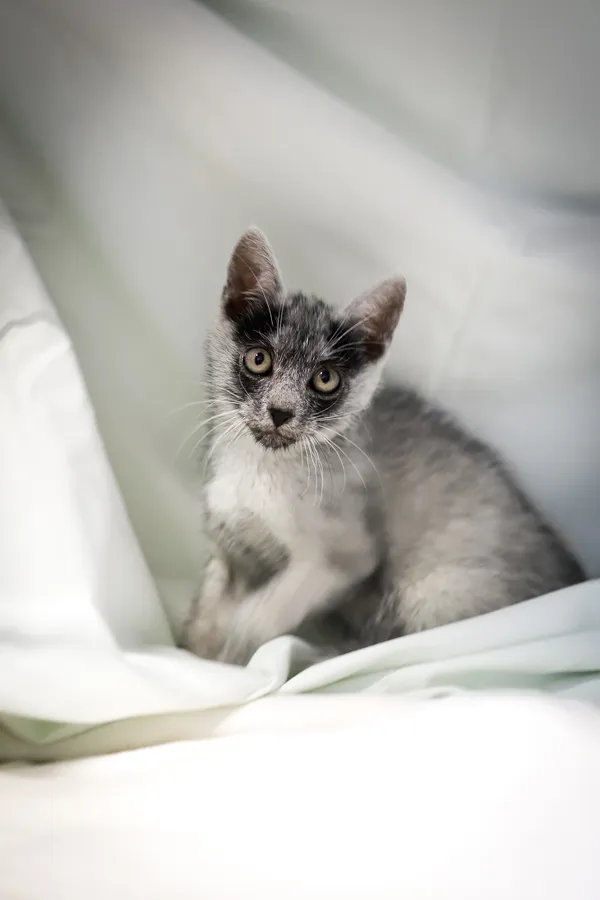 Znaleziono kota, Sosnowiec, 4 czerwca 2025 (2/5)