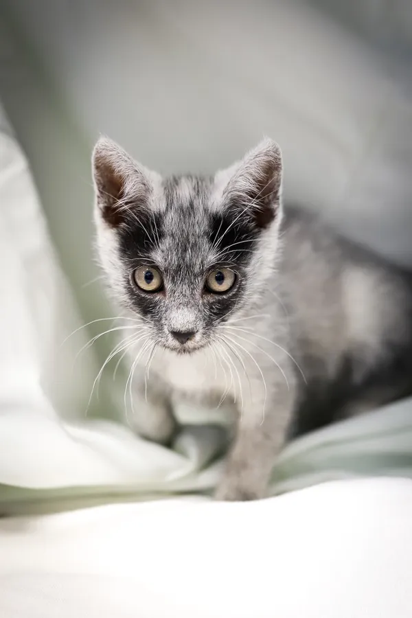 Znaleziono kota, Sosnowiec, 4 czerwca 2025 (3/5)