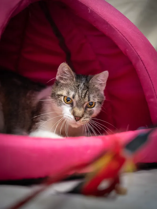 Znaleziono kota, Sosnowiec, 6 czerwca 2025 (2/5)