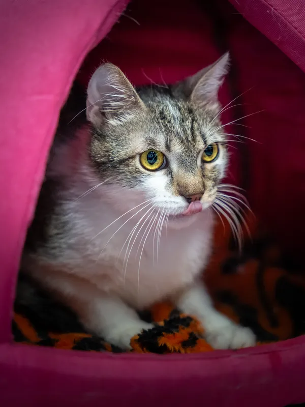 Znaleziono kota, Sosnowiec, 6 czerwca 2025 (5/5)