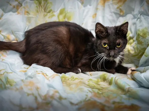 Znaleziono kota, Sosnowiec, 6 czerwca 2025 (2/5)