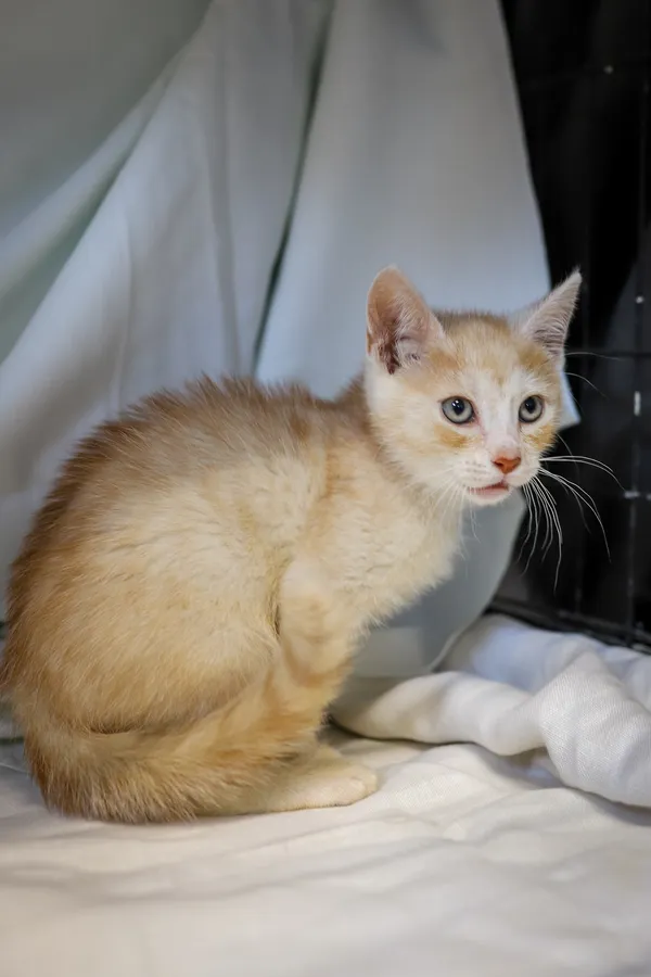 Znaleziono kota, Sosnowiec, 4 czerwca 2025 (1/4)