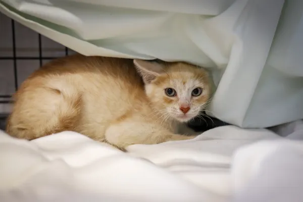 Znaleziono kota, Sosnowiec, 4 czerwca 2025 (2/4)