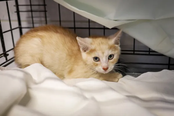 Znaleziono kota, Sosnowiec, 4 czerwca 2025 (4/4)